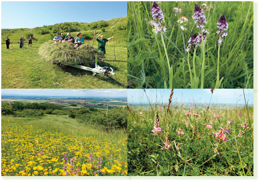 Collage: Mäharbeiten auf einer Wiese; Sommer-Brandknabenkraut; Leitzersdorf am Fuß des Waschberges; Esparsette