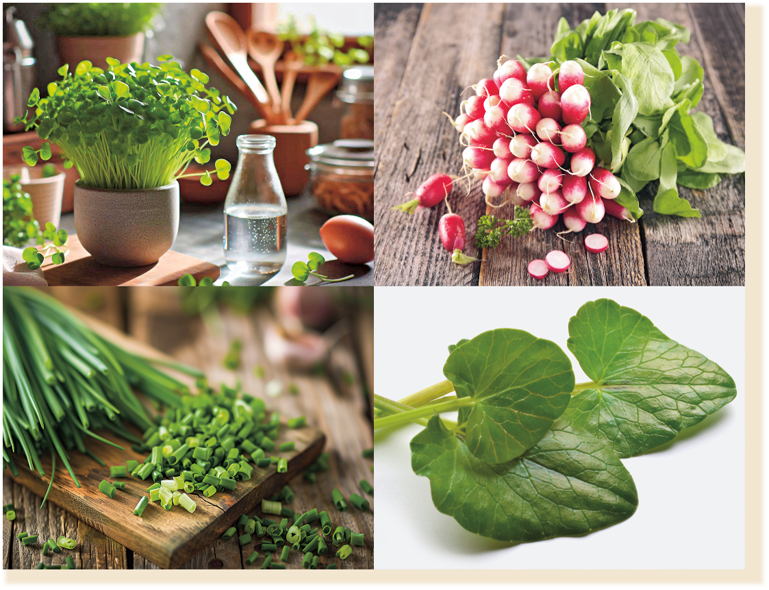 Brunnenkresse (oben links), Radieschen (oben rechts) sowie Schnittlauch (unten links) enthalten Vitamin C und Senföle. Letztere sind auch im Scharbockskraut (unten rechts) enthalten, von dem nur die jungen Blätter verwendet werden dürfen.