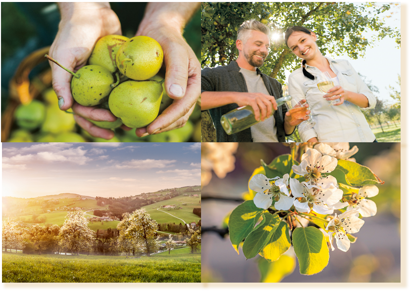Im Herbst wird der frische Most an der Moststraße gefeiert und genossen. Zur Blütezeit ist der „Tag des Mostes“ ein wichtiger Festtag. 2024 findet er am 21. April statt.
