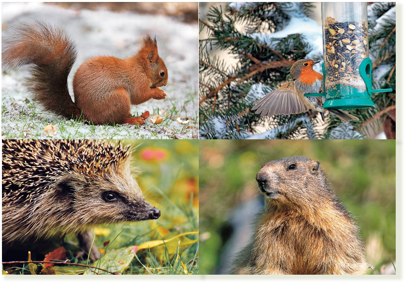 Vor dem Winter so viel Futter wie möglich finden und fressen gilt für alle Tiere.