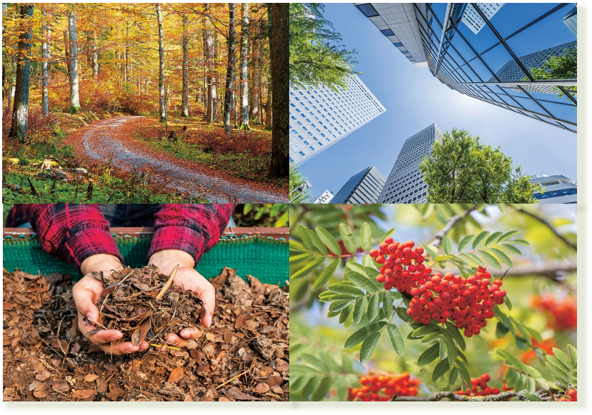 Damit Bäume wachsen und unser Klima positiv beeinflussen, brauchen sie gute Standortbedingungen. Hitze- und Trockenheitsstress setzt ihnen besonders zu. Die Eberesche, der Baum des Jahres 2023, zählt zu den robusten Baumarten.