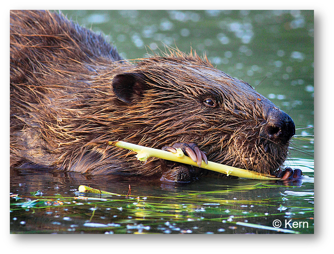 Biber schwimmt im Wasser