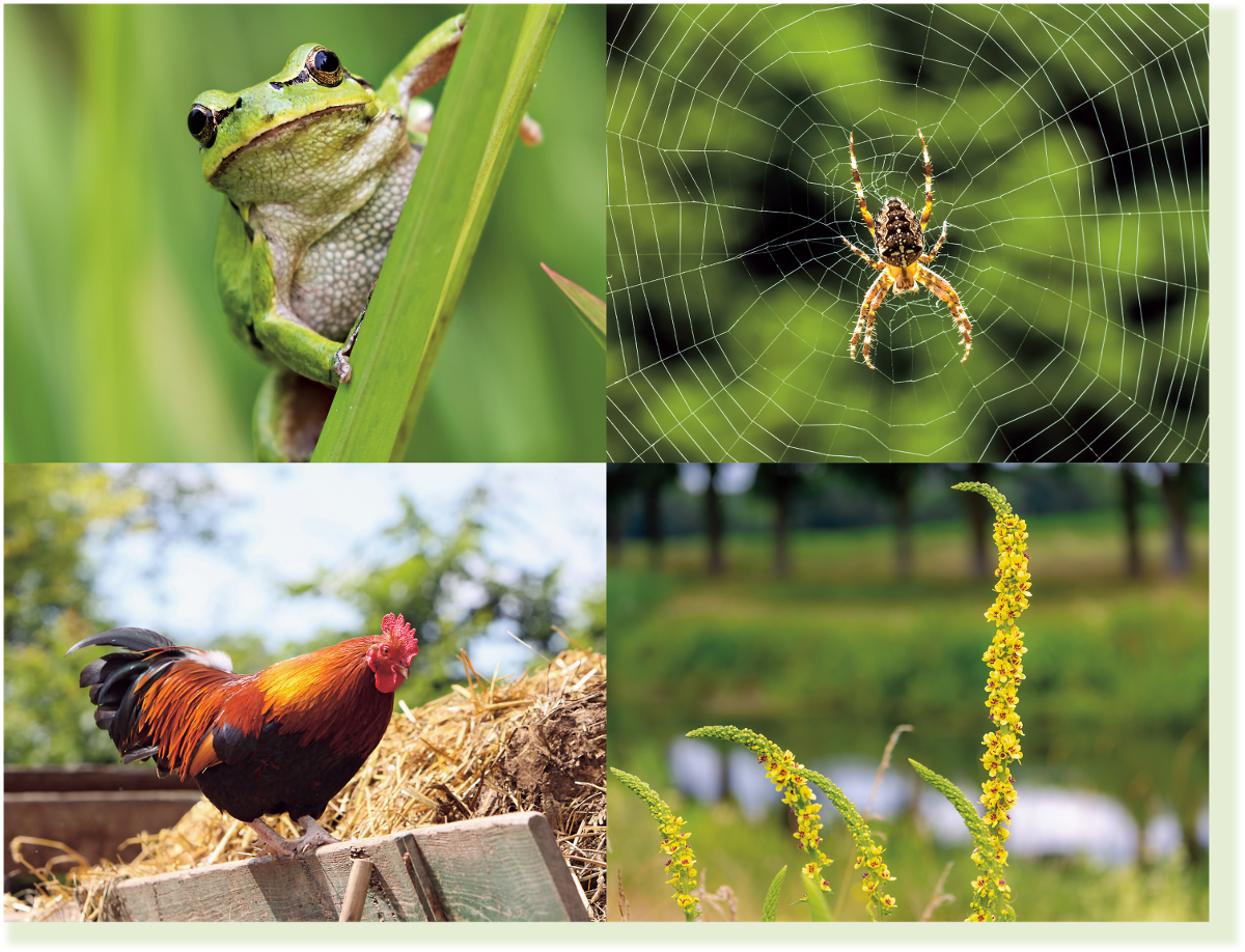 Laubfrosch, Kreuzspinne, Hahn und Königskerze