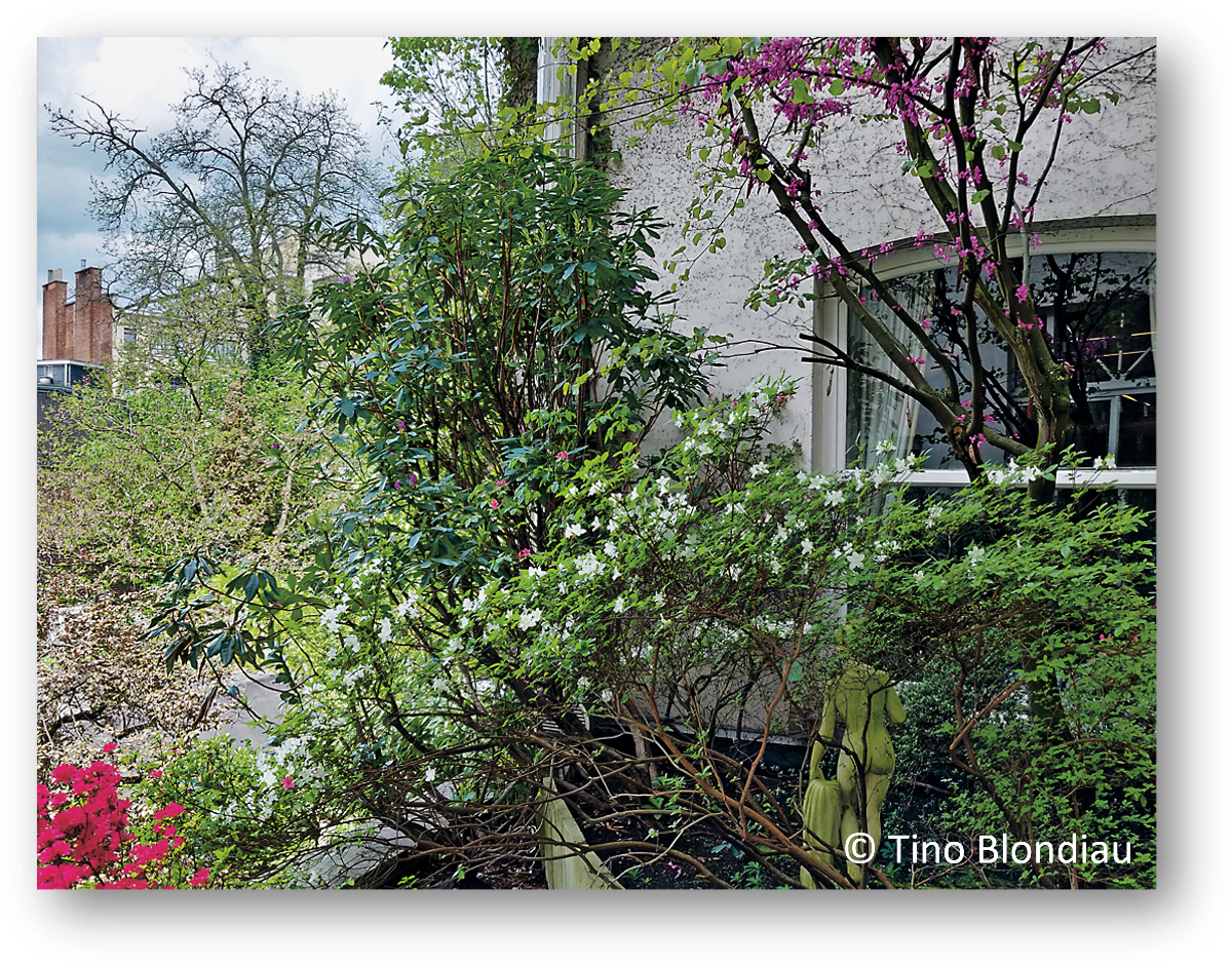 Blühende Hecke