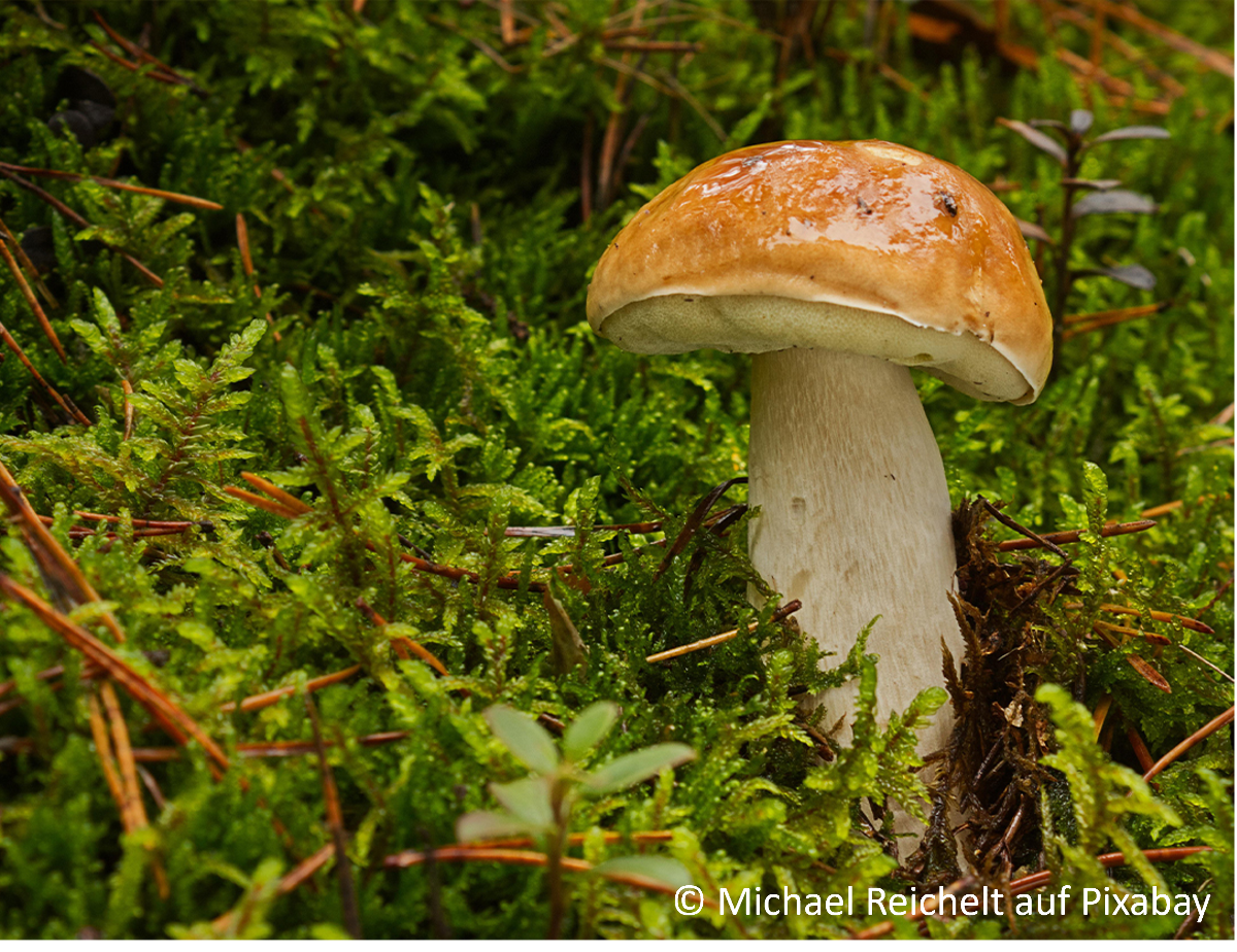 Pilz