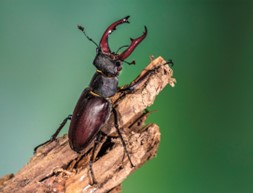 Hirschkäfer sitzt auf Ast